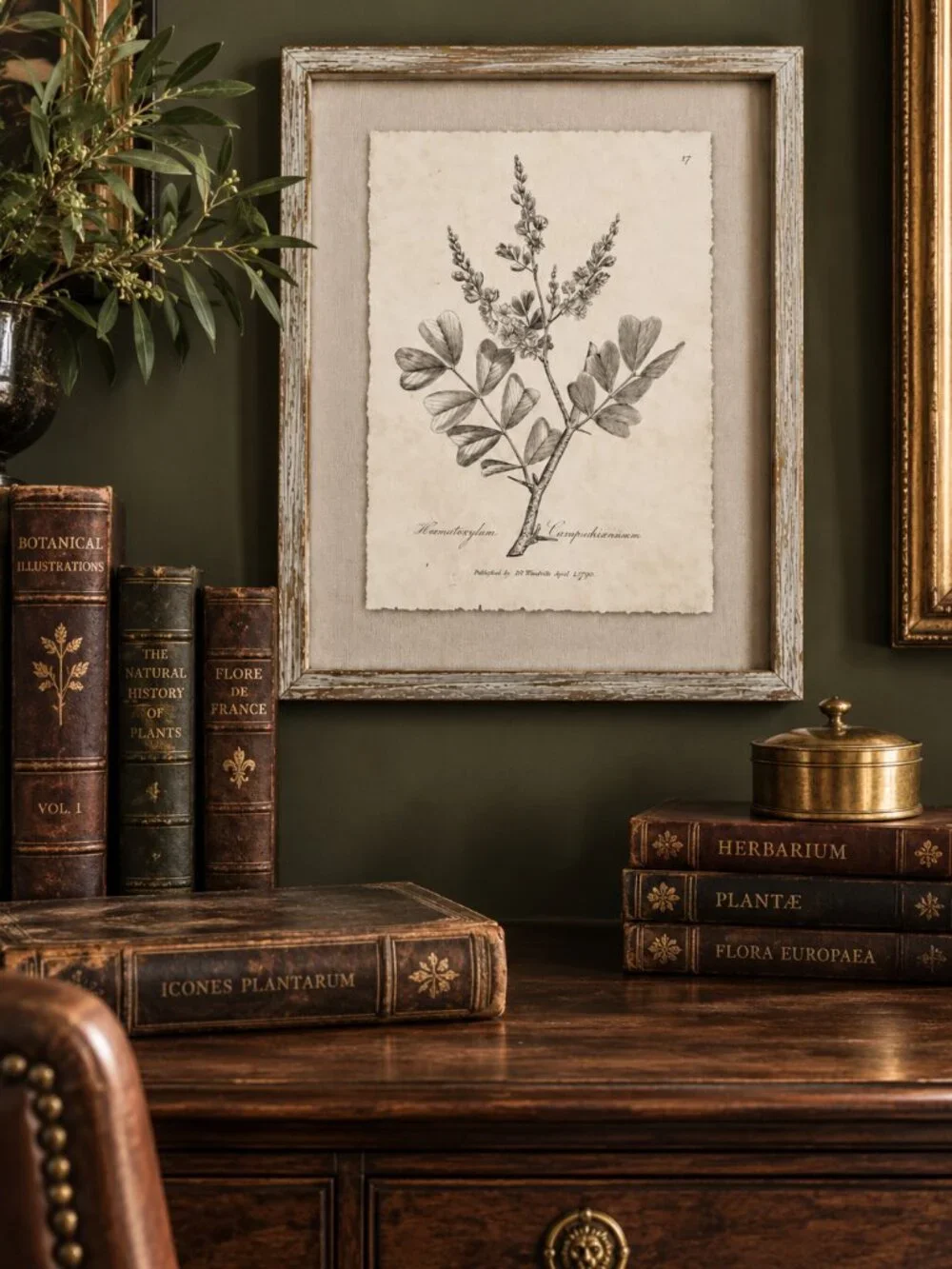 Vintage Framed Haematoxylum Campechianu Botanical Sepia Print Medical Botany Art